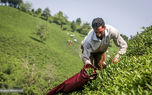 واردات چای خارجی چایکاران را زمین زده است / بعد از 60 سال بیمه نیستیم و دولت حمایت نمی کند!